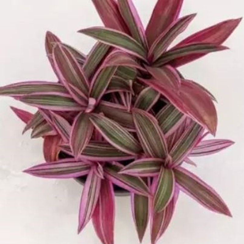 Tradescantia Spathacea