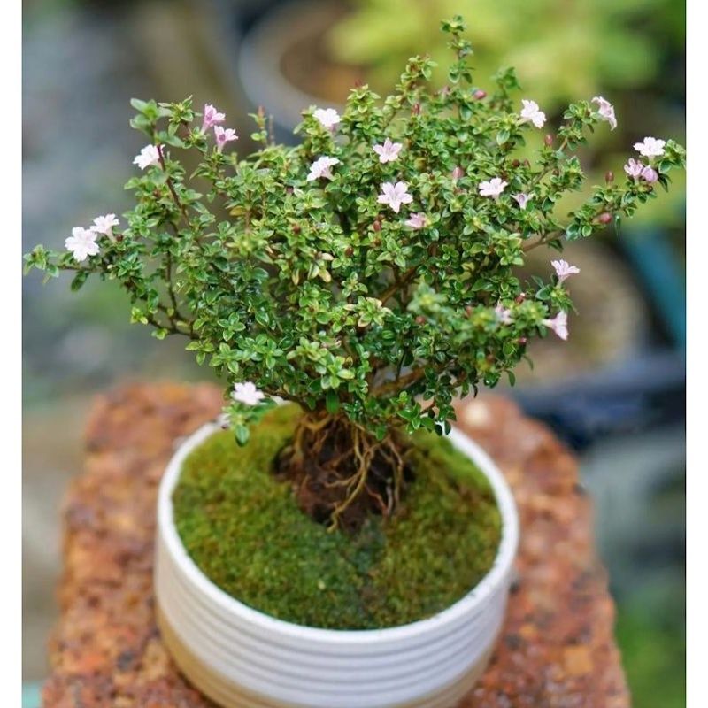 Bonsai Serissa / Sribubintang / seribu bintang / Serbin