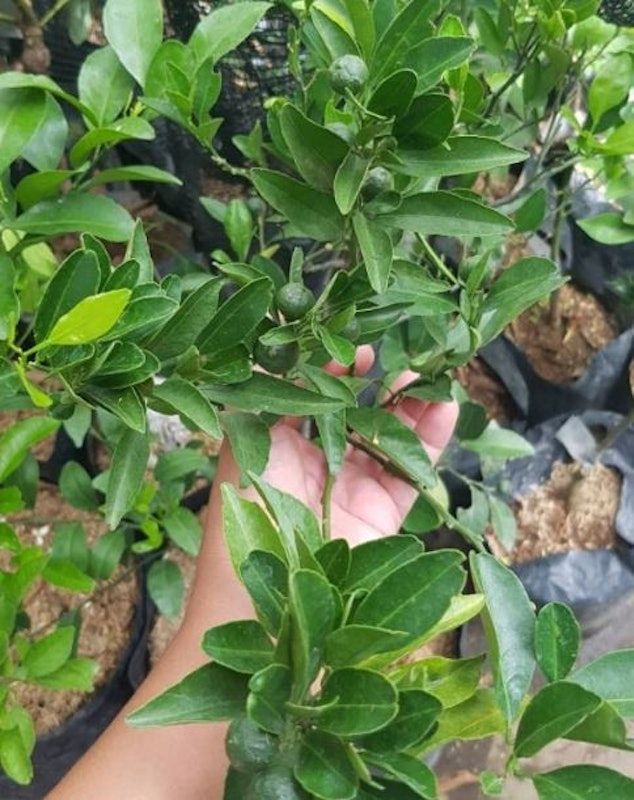 Bibit Jeruk Santang Madu Kondisi Berbuah