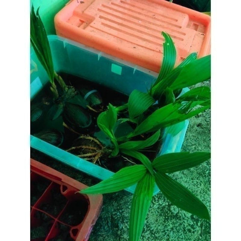 Bonsai Kelapa Gading Kuning