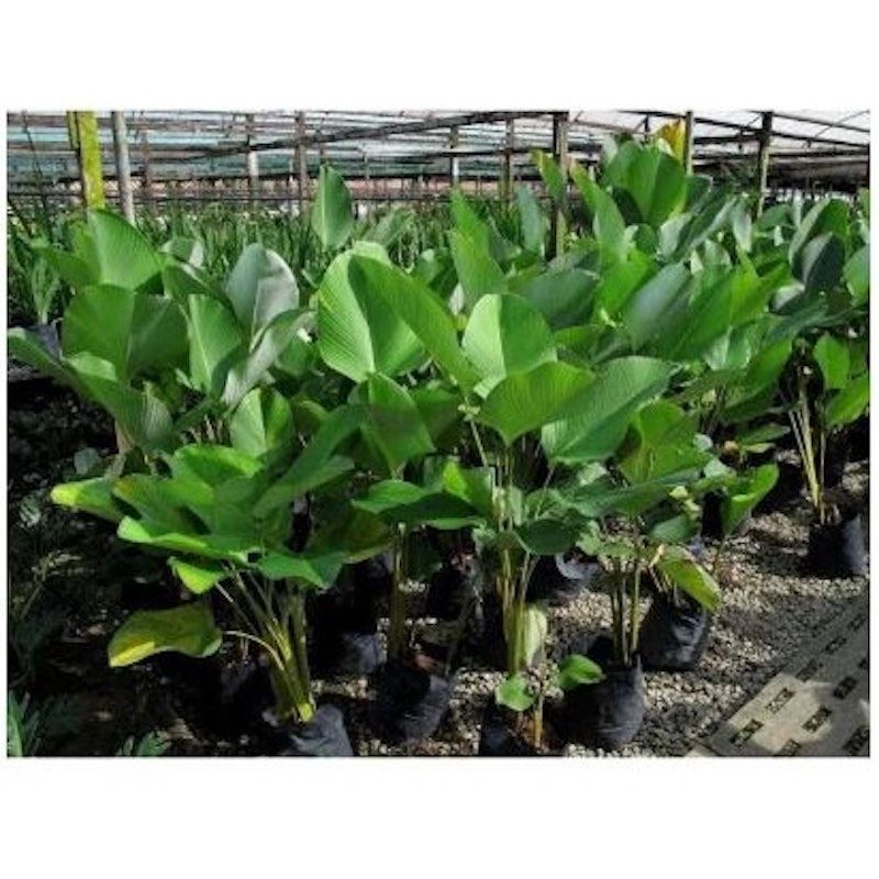 Cuban Cigar (Calathea Lutea)
