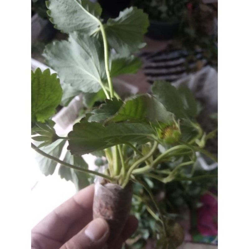 Bibit Strawberry Mencir