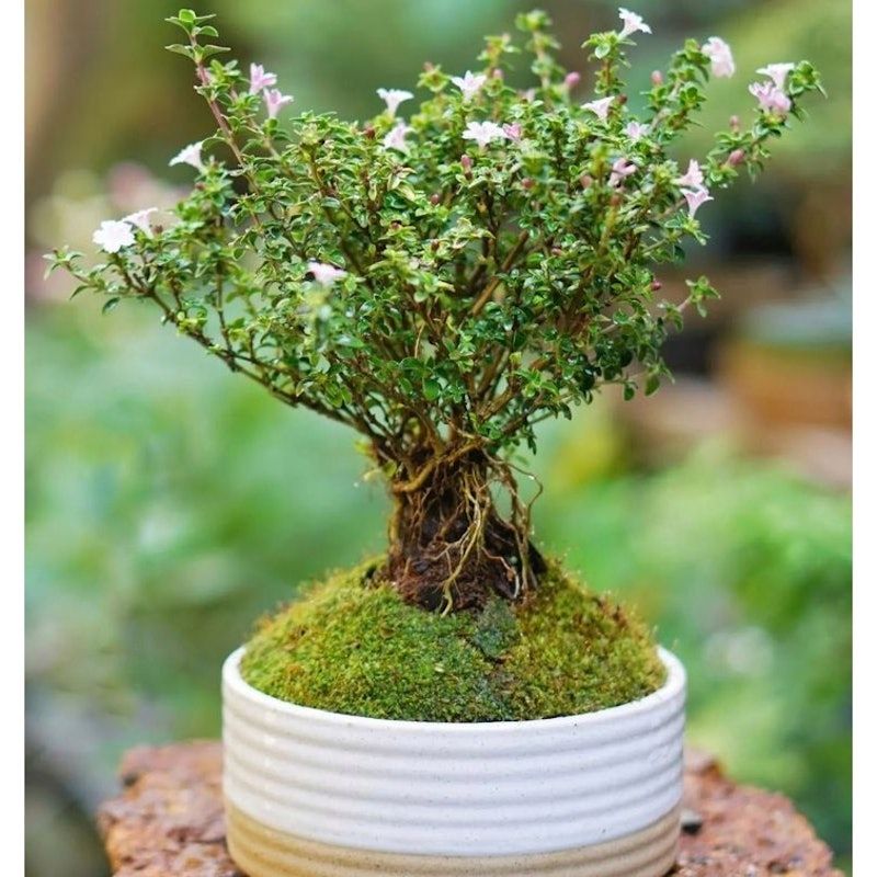 Bonsai Serissa / Sribubintang / seribu bintang / Serbin