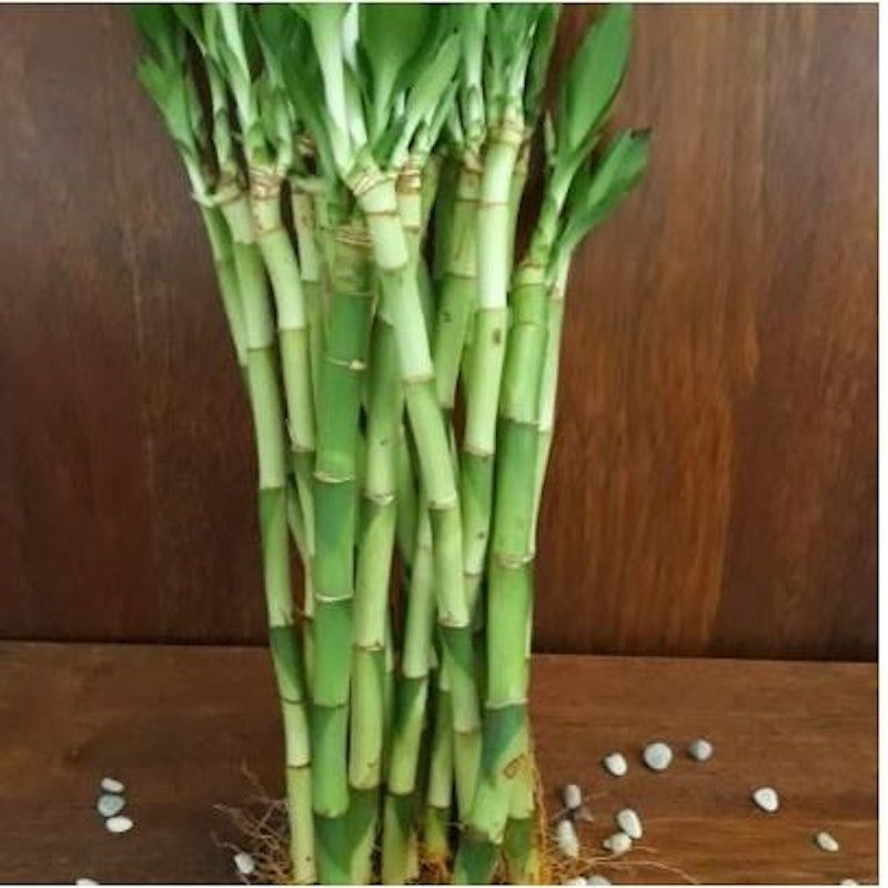 Lucky Bamboo (Dracaena sanderiana)