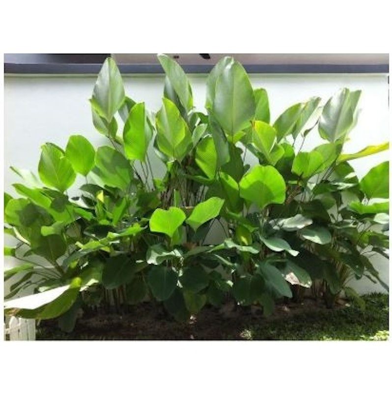 Cuban Cigar (Calathea Lutea)