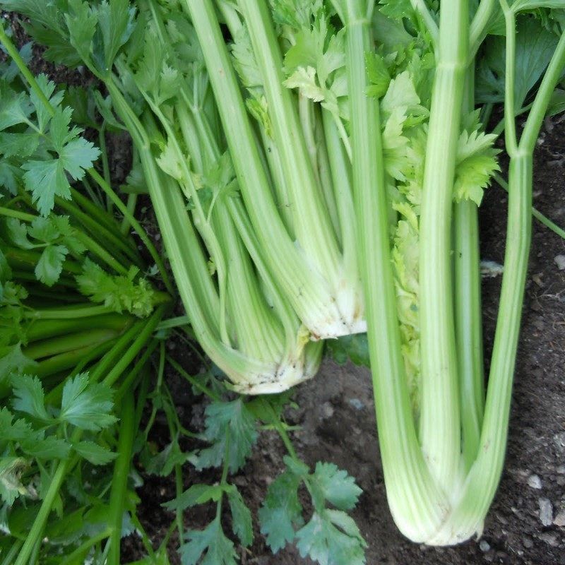 Celery Tall Utah