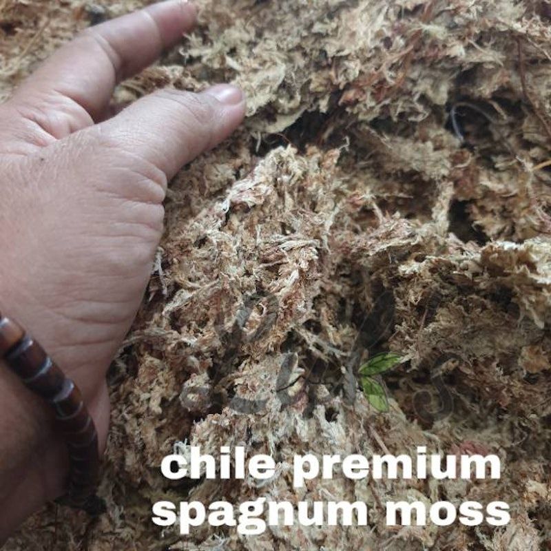 Spagnum Moss