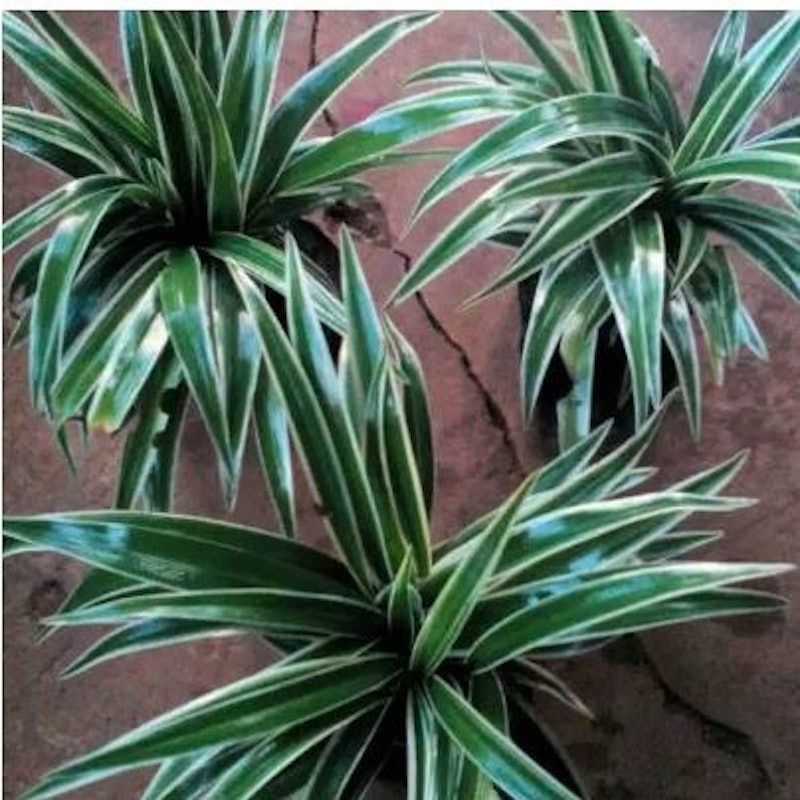 Lily Paris (Chlorophytum comosum)