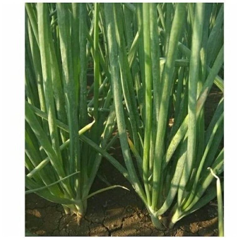 Bibit Bawang Merah Bima Brebes