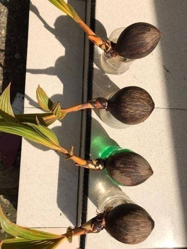 Bonsai Kelapa Gading Kuning